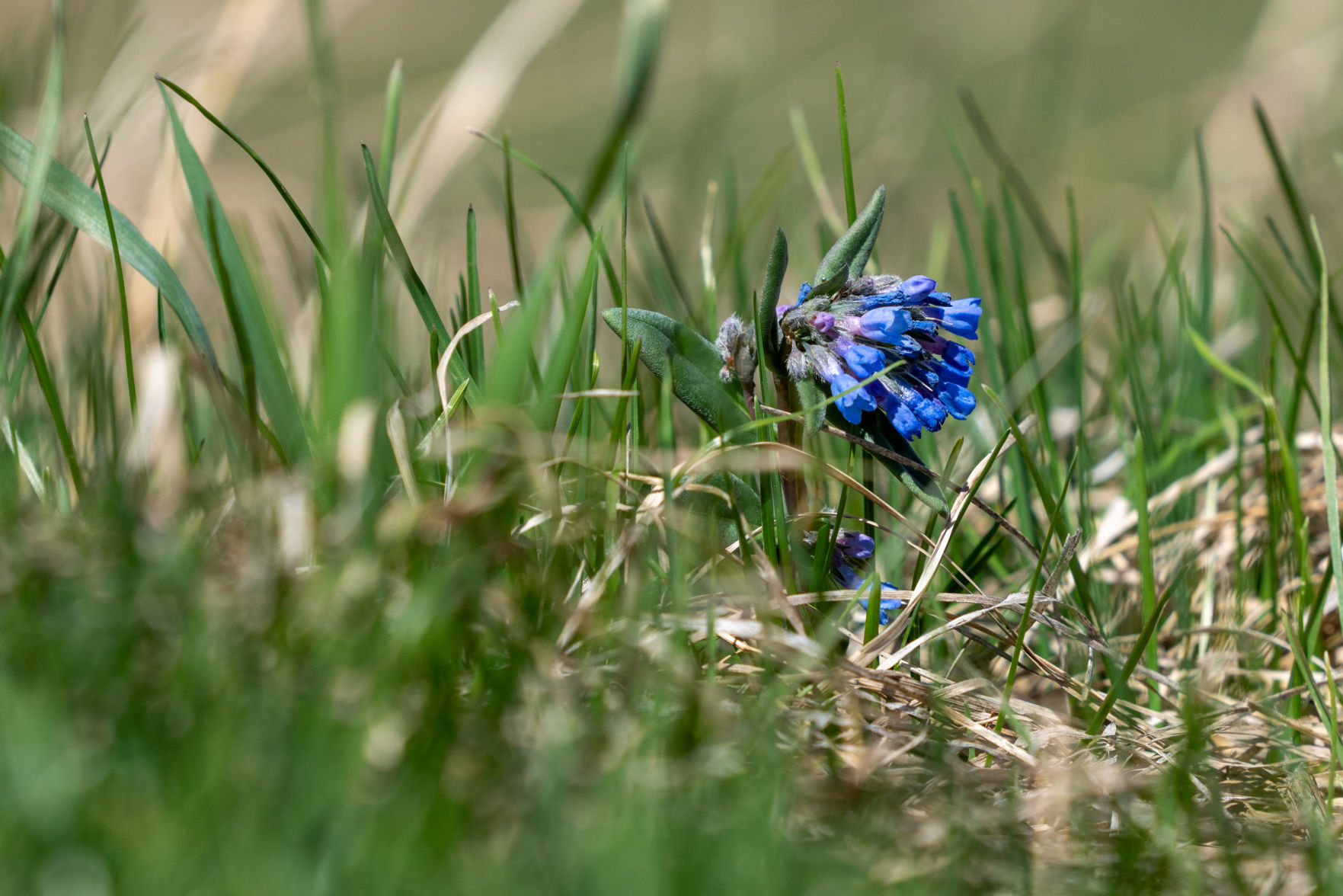 200501_SpringWildflowers_CT.jpg